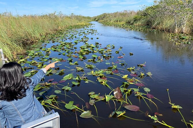 Everglades Airboat, Wildlife Show and free Photo - The Practicalities and What You Should Know