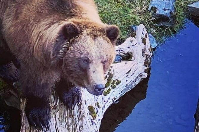Explore Beyond the Dock: Unforgettable Private Tour in Sitka - Who Would Enjoy This Tour?