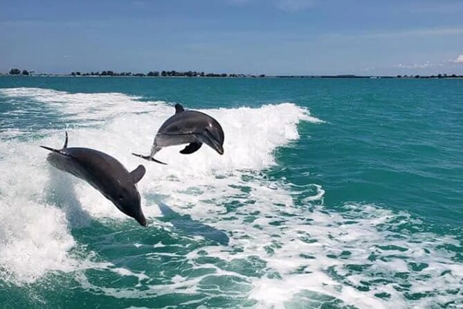 Fins Up - Dolphin & Island Sandbar Adventure in Clearwater Beach - The Value of This Tour