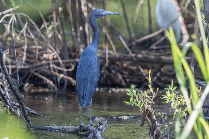 Fort Lauderdale Bonnet House Ground and Guided Paddle Board Kayak - The Sum Up: Why This Tour Is a Great Deal