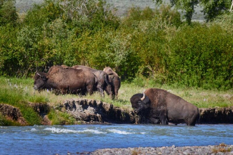 From Jackson: Half-Day Grand Teton National Park Tour - The Role of the Guides