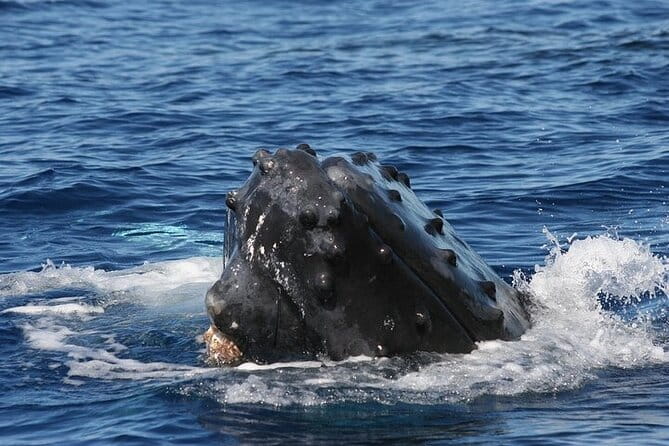 From Ma'alaea Harbor: Sunset Whale Watch Tour Aboard the Malolo - Frequently Asked Questions (FAQs)