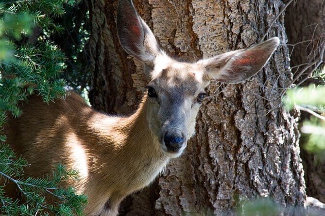Full Day Yellowstone Nat'l Park Tour From West Yellowstone - What You Can Expect at Each Stop