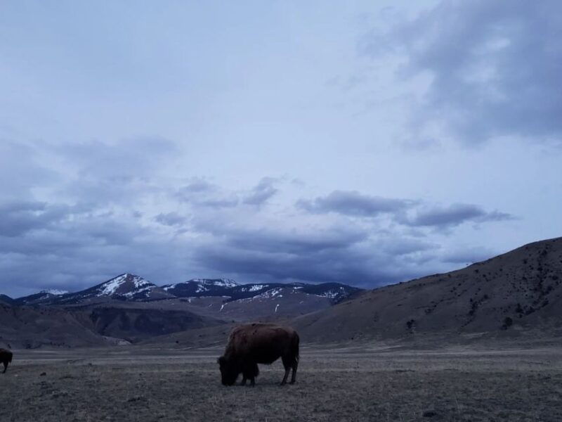 Gardiner: Yellowstone National Park Wildlife Guided Tour - Quality of Guides and Personal Service