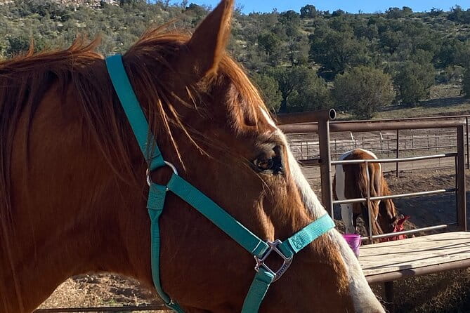 Grand Canyon ATV Tour + Horseback Riding Tour - Frequently Asked Questions (FAQs)
