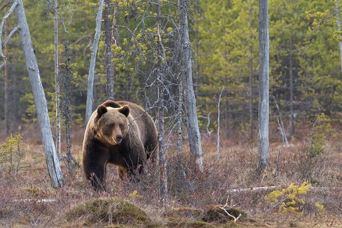 Grand Teton and its Wildlife: Private Guided Tour - FAQ
