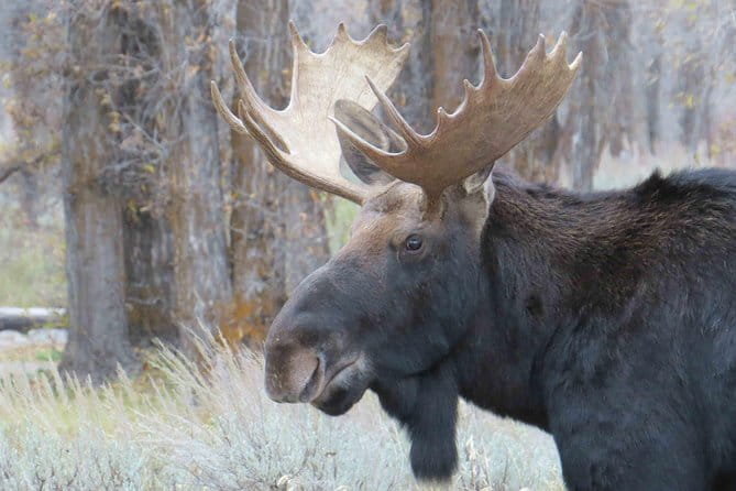 Grand Teton National Park - PRIVATE Full-Day Tour from Jackson Hole - Is It Worth the Price?