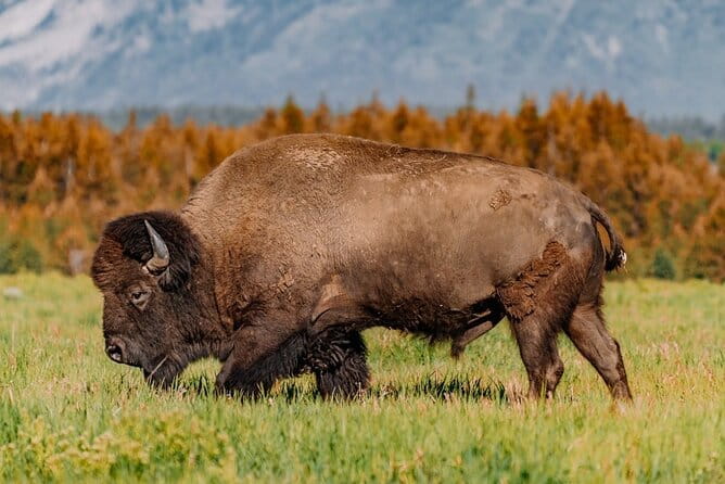 Grand Teton: Private Sunrise Tour - Wrapping It Up
