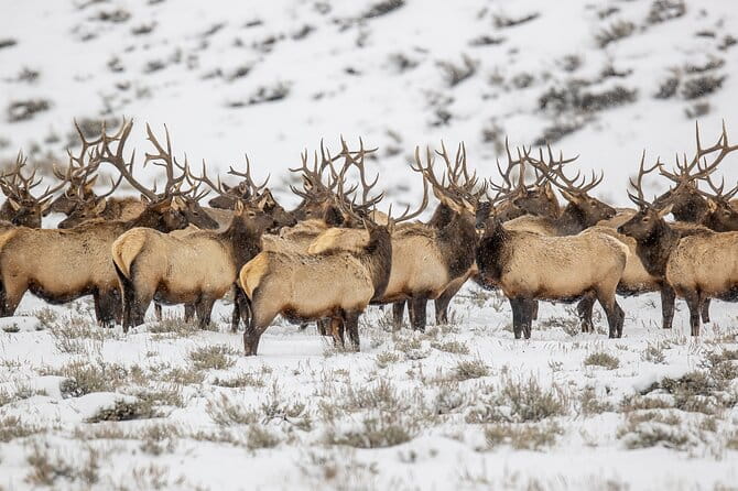 Grand Teton Private Winter Tour - FAQs