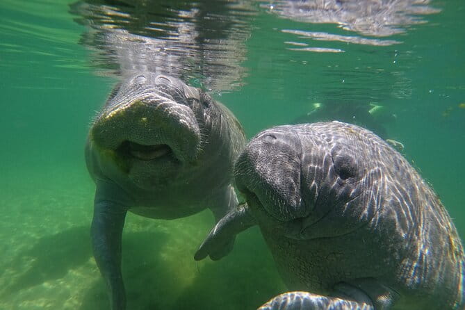 Guided Crystal River Manatee Snorkeling Tour - FAQ