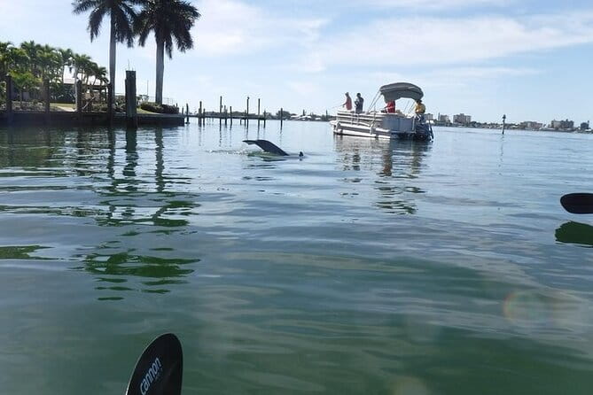 Guided Kayak Dolphin Eco Tour in Pelican Bay - Who Would Love This Tour?