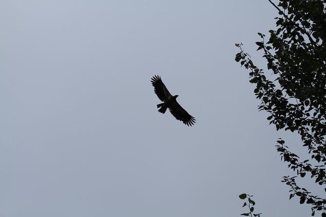 Half-Day Chilkat Bald Eagle Preserve Float Tour - Practical Details for Travelers
