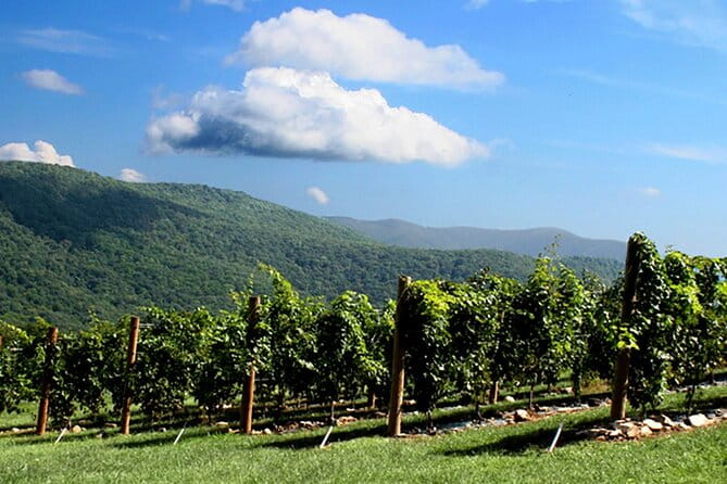 Half-Day North Georgia Wine Country Tour From Atlanta - What’s Included and What’s Not