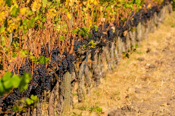 Half-Day Wine Country Tour from San Francisco - Transportation and Logistics: Why They Matter