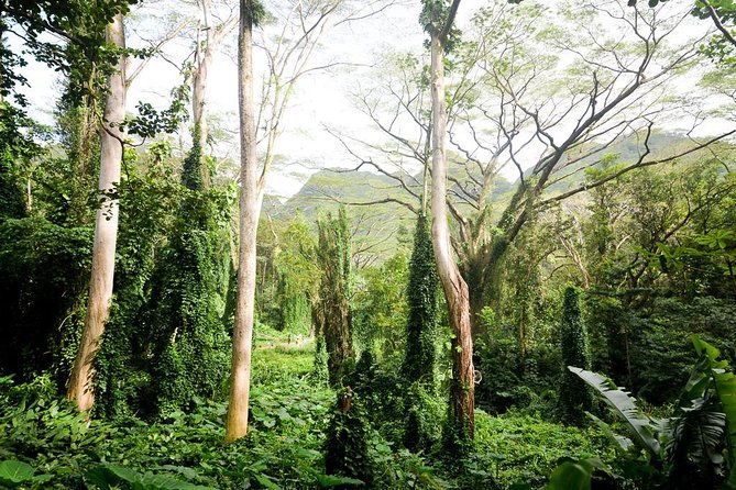 Hawaiian Waterfall Hike - FAQ