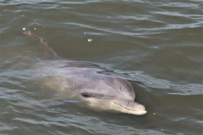Hilton Head Guided Sunset Creek Cat Tour - Pricing and Value