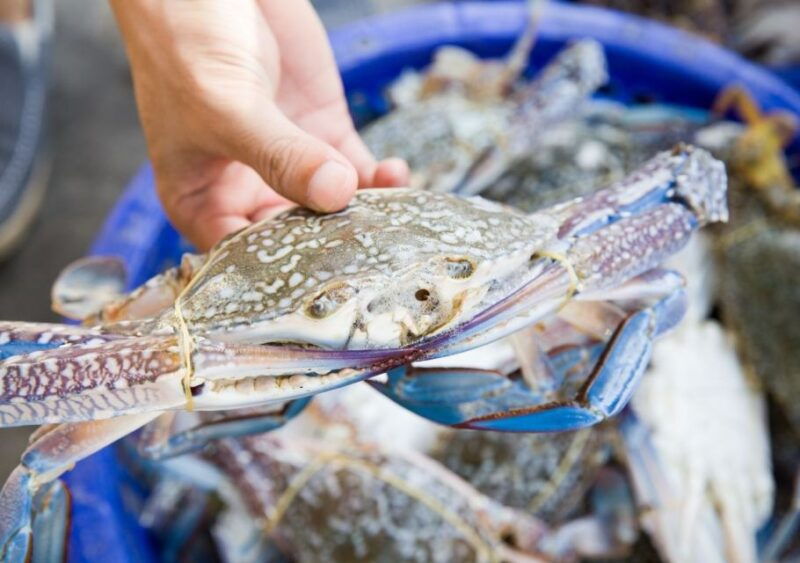 Hilton Head Island: Crabbing Expedition Boat Tour - Who Should Consider This Tour?
