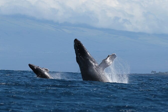 Humpback Whale and Dolphin Watch in Kona - FAQs