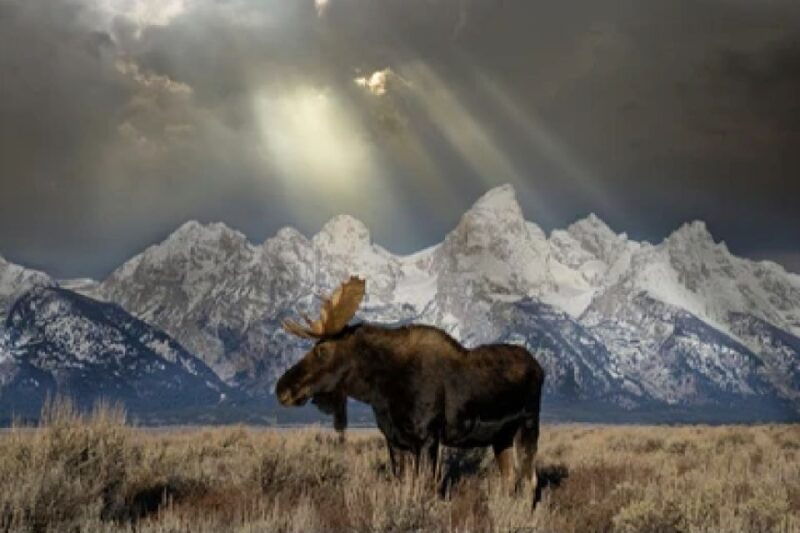 Jackson: 4-Day Grand Teton & Yellowstone Winter Tour - Authentic Feedback from Travelers