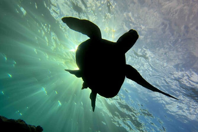 Kauai's Exclusive Morning Scuba Charter for Experienced Divers - Pricing and Value Analysis