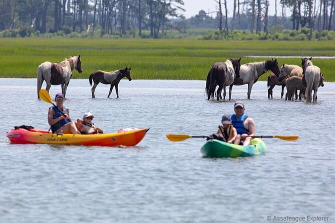 Kayak Tour along Assateague & Chincoteague Island, Virginia - FAQ