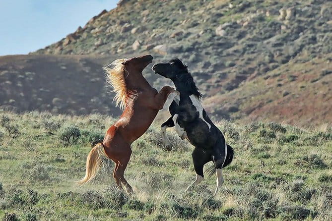 Kicking Red Canyon Wild Mustang Bus Tour Deals 5 PM In Cody - Review Highlights in Travelers’ Own Words