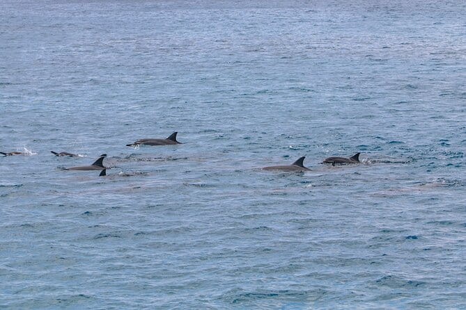 Kona Coastline Escape: Sail with Dolphins & Turtles on Honi Olani - Who Would Love This Tour?