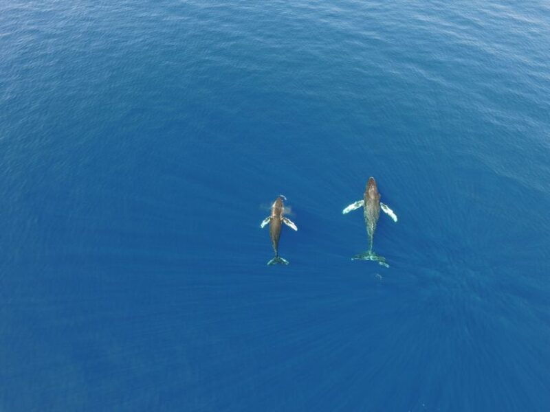 Lahaina: Private Sunset Sailing Trip & West Maui Mountains - Practical Tips for Travelers