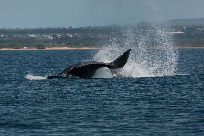 Luxury Catamaran Whale Watch - FAQ