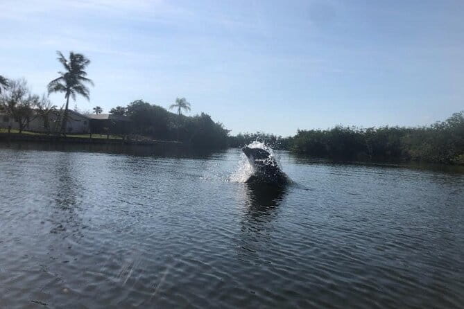 Manatee and Dolphin Kayak Tour - Practical Details and Tips