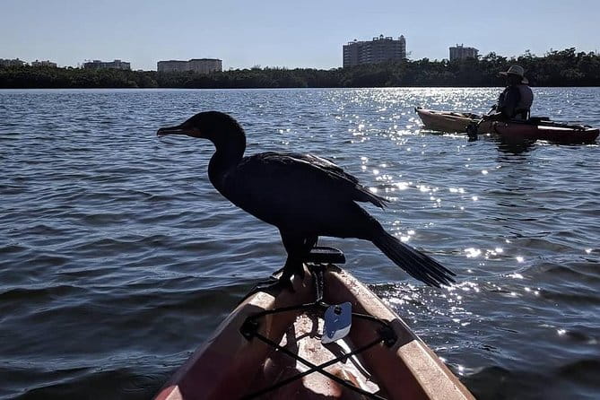 Mangrove Tunnels Pedal Kayak Eco-Tour in Anna Maria - Who Should Consider This Tour?