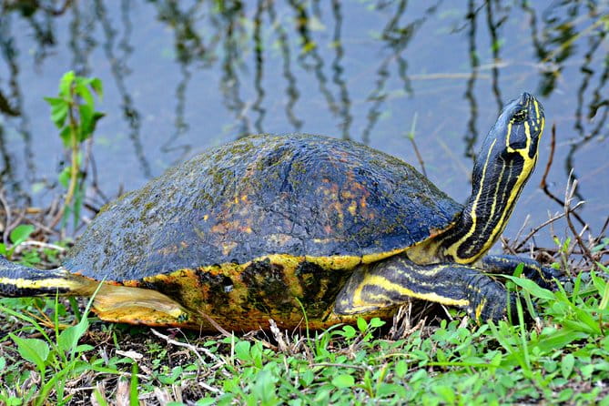 MIAMI: Everglades Airboat, Wildlife Gator Show and Photo - The Sum Up: Is It Worth It?