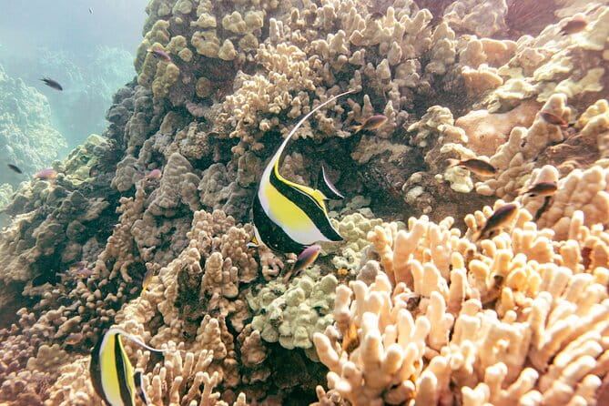 Molokini Snorkel Trip 2-Hour From Kihei - FAQ