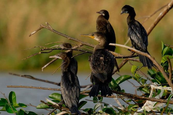 Muthurajawela Bird Watching Tour From Colombo & Negombo - The Sum Up: Is It Worth It?