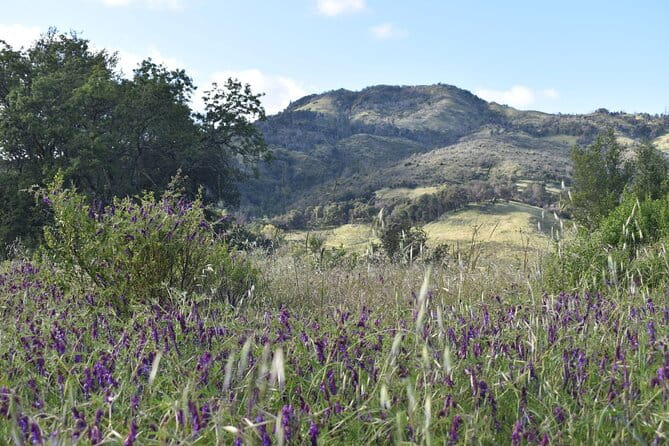 Napa Valley Self-Guided Audio Driving Tour - Practicalities and Tips