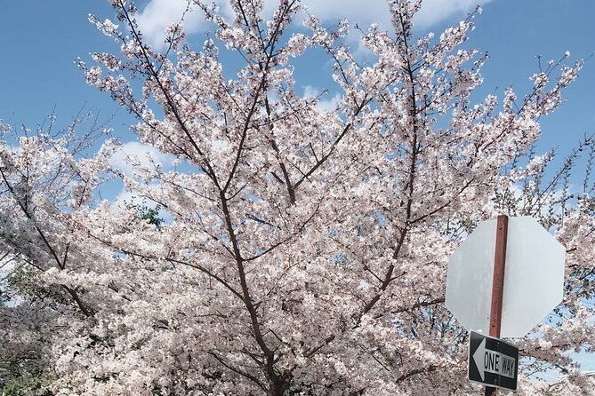New York to Washington D.C. Spring Cherry Blossom Full-Day Tour - Memorials and Scenic Views