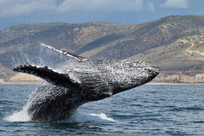 Newport Beach Whale and Dolphin Watching Cruise - Who Will Love This Cruise?