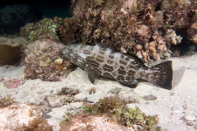 No Experience Required to Discover Scuba in Florida - Pricing and Value