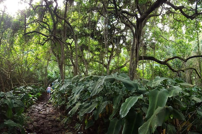 Oahu Hidden Waterfall Hike: A Tropical Paradise Adventure - FAQ