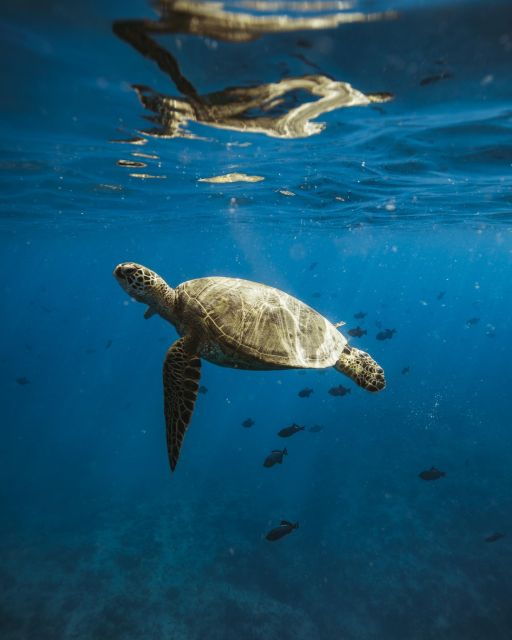 Oahu: Private Catamaran Sunset Cruise & Optional Snorkeling - Considerations and Practical Tips