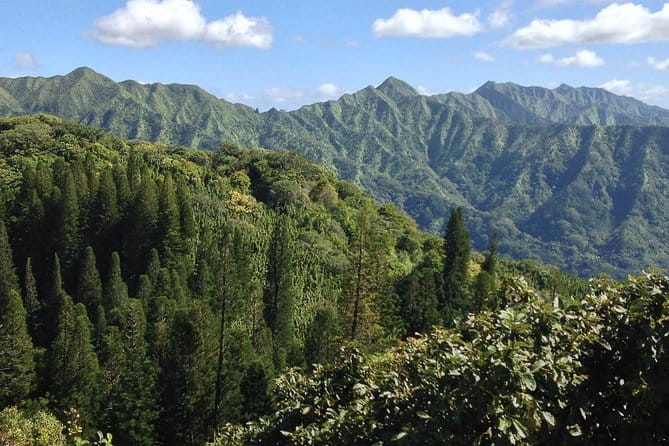 Oahu Volcanic Rainforest Hiking Adventure - Who Will Love This Tour?
