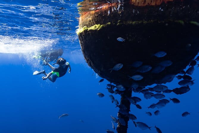 Offshore Safari Adventure in Kona with Underwater Videos - Final Thoughts: Is It Worth It?