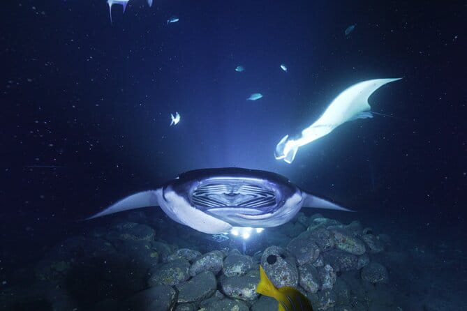 One Tank Manta Night Dive and Snorkel - Who Should Consider This Experience?