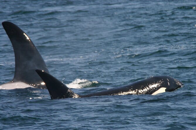 Only Wildlife and Whale Watching Tour Leaving from Seattle - Final Thoughts