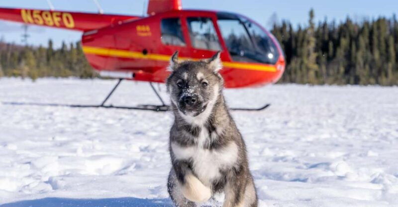 Palmer: "Dogs and Glaciers" Sledding and Helicopter Tour - What’s Included & Practical Considerations