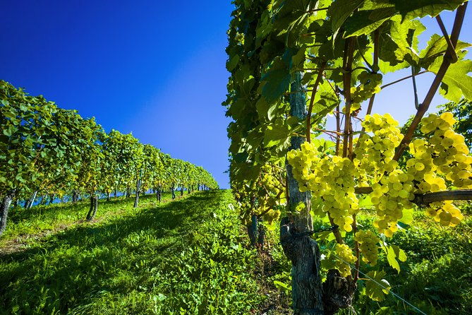 Paso Robles Wine Adventure with pickup from Pismo Beach, CA - Who Is This Tour Best Suited For?