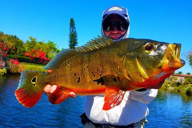 Peacock Bass Fishing Trips Near Miami Florida - Who Will Love This Tour?