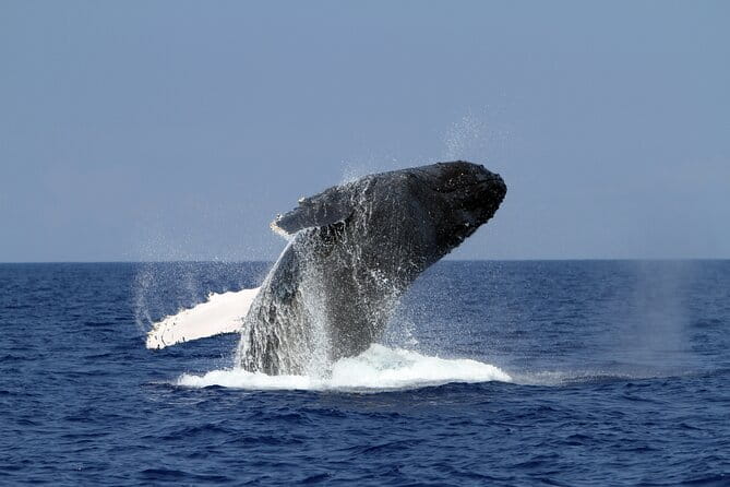 Pelagic Wildlife Excursion - Analyzing the Value