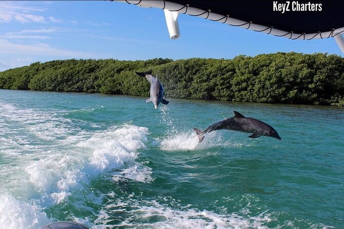 Private 2 hour Mangrove Ecotour - In-Depth Look at the Tour Experience