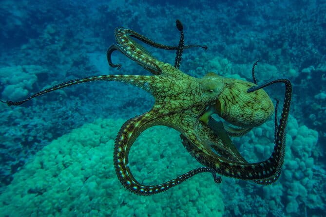 Private Big Island Snorkeling - Final Thoughts